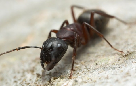 ant