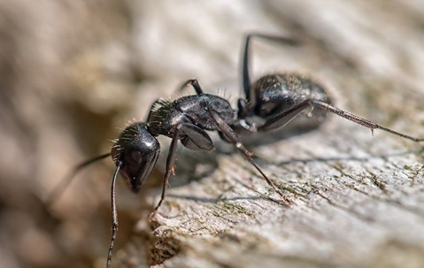 ant