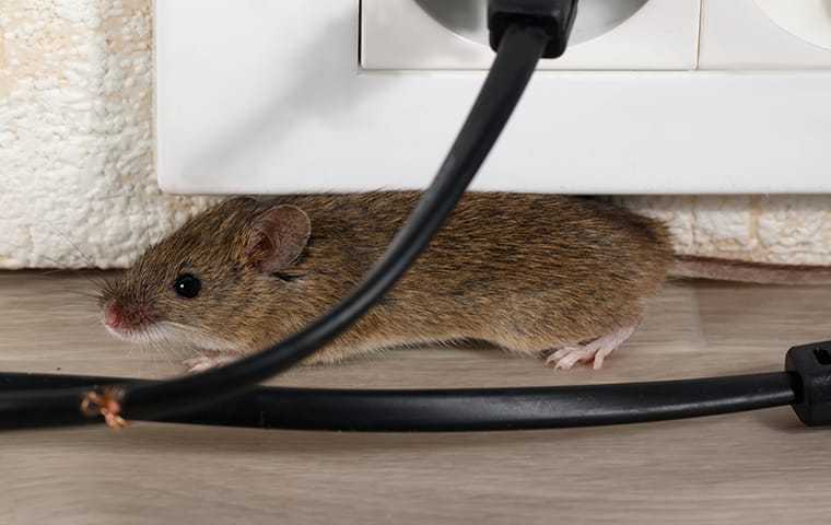 House Mouse Chewing Wires