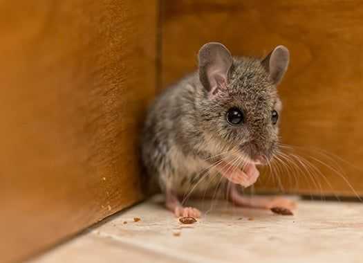 Rodent Up Close In House 6B 99Ab 9153