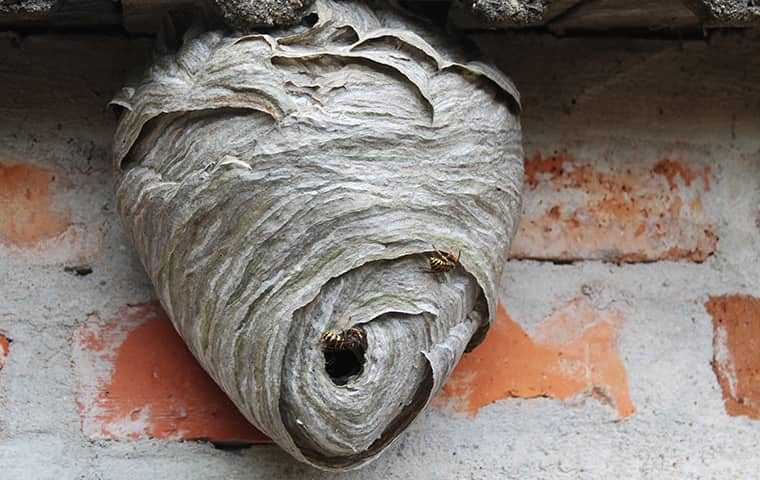 Stinging Insect Control