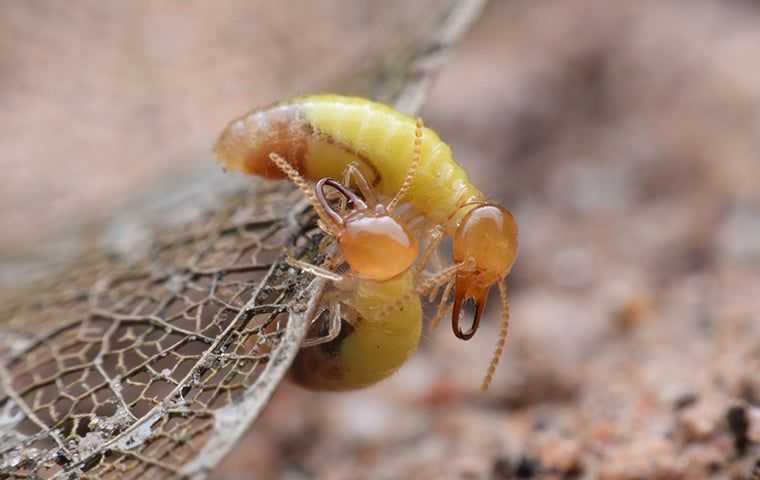 Termite On A Leaf