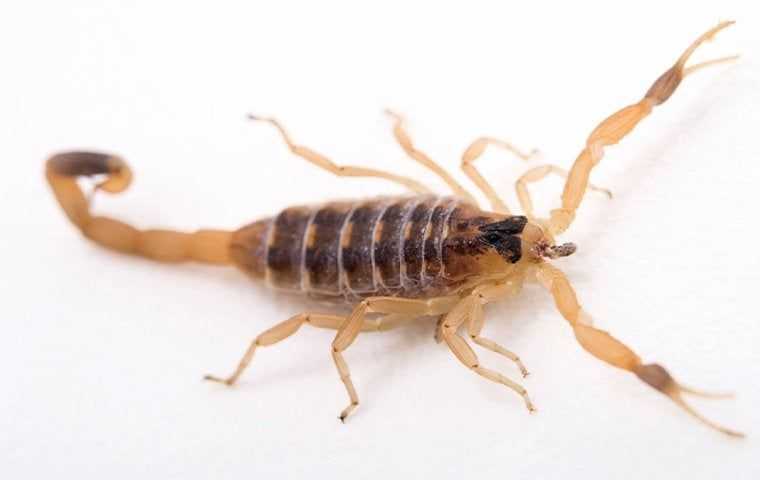 Bark Scorpion In Kitchen