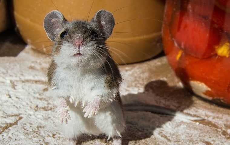 House Mouse In A Pantry Kansas City