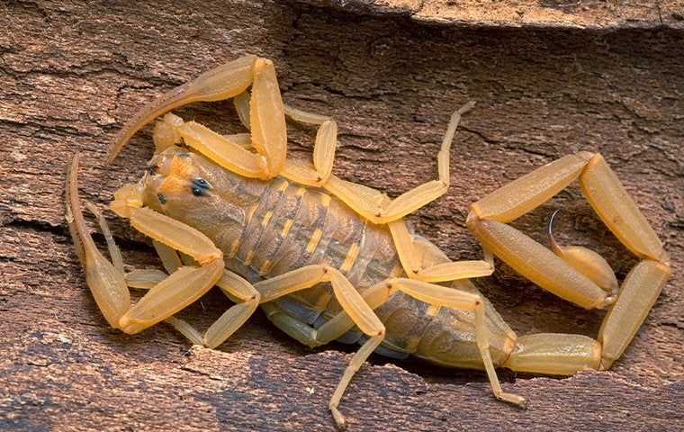 Scorpion Control