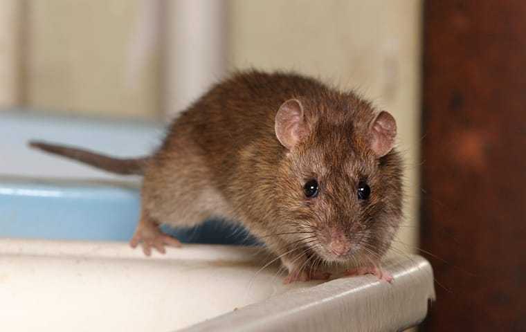 Norway Rat Inside A Home