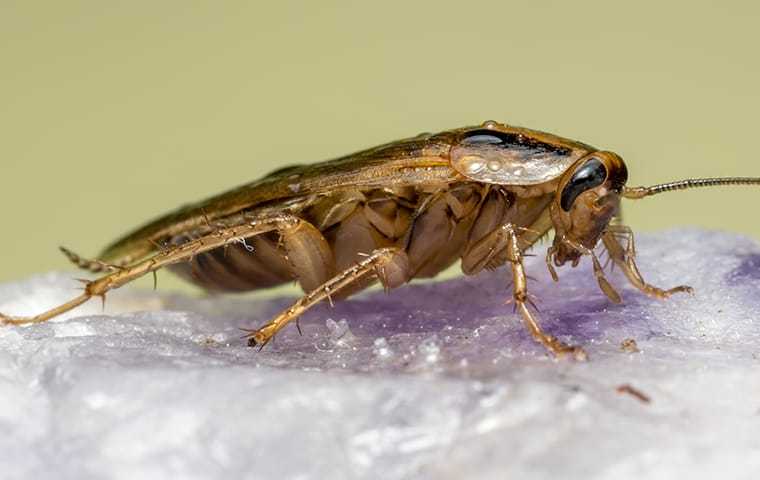 German Cockroach In Home