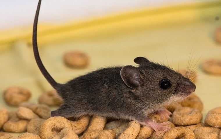 House Mouse Young In Cereal 55E 7140D 27