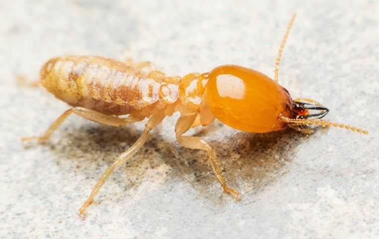 Termites