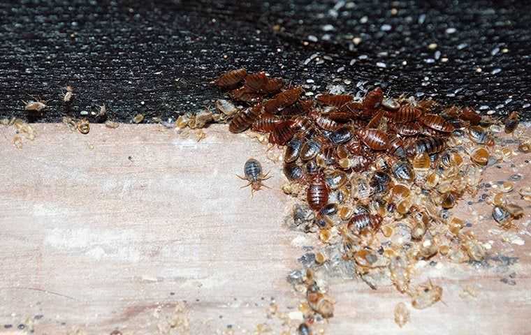 a bed bug infestation