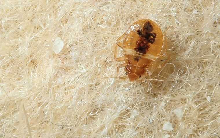 a bed bug on a floor mat