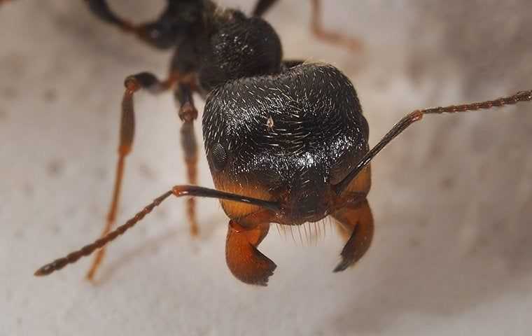 an ant in a bathroom