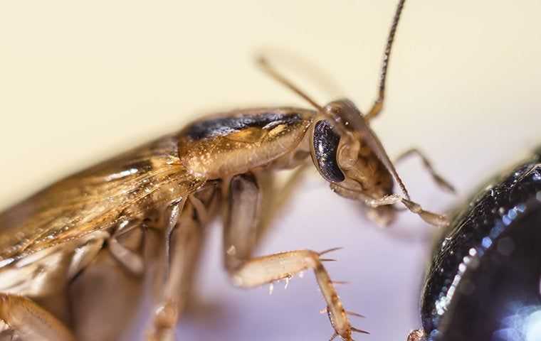 german cockroach in kitchen 