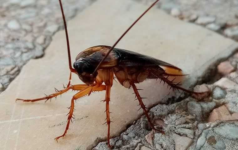 a large cockroach