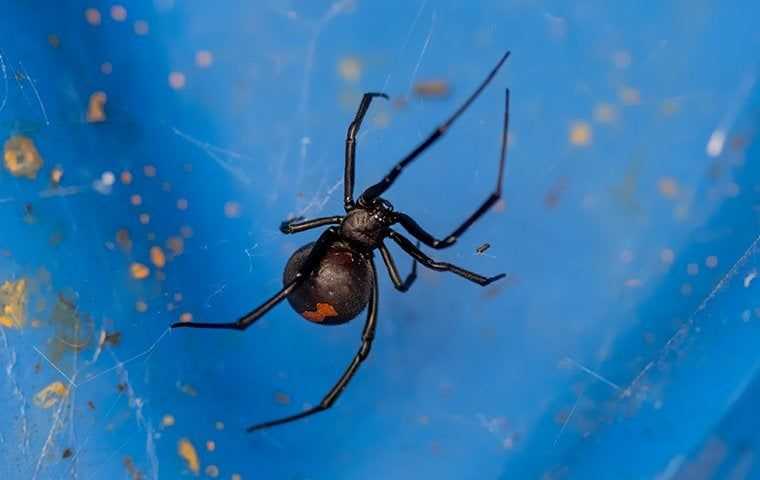 black widow spider