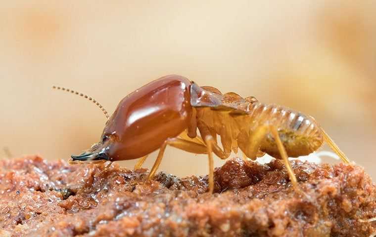 close up of termite crawling on wood