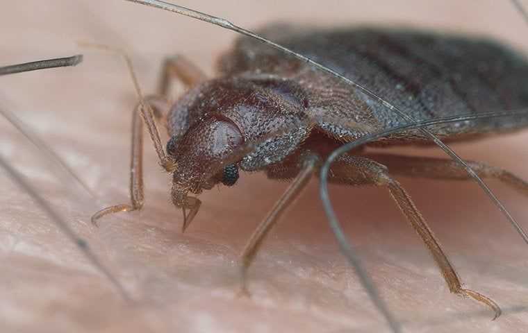 bedbug on skin 