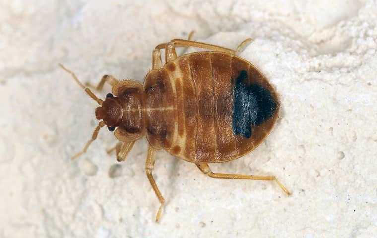 up close of bed bug in home