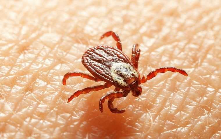 tick on human skin