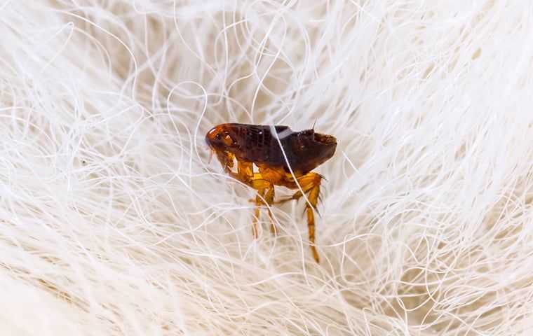 a flea on a white dog