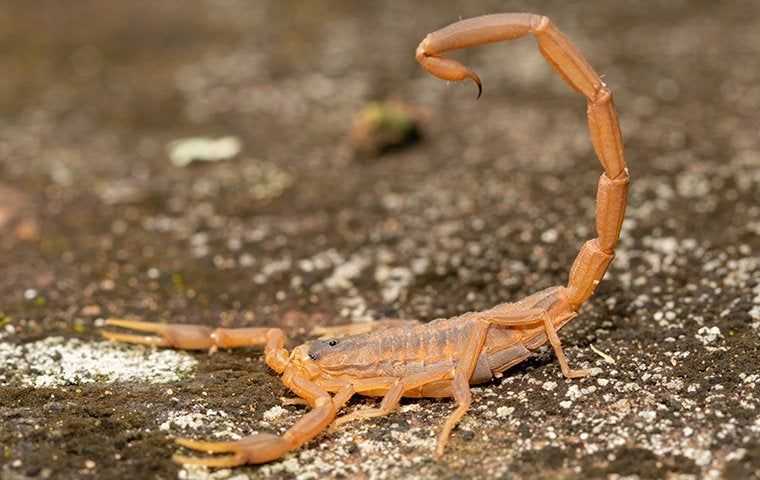 striped bark scorpion crawling on the ground