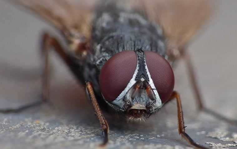 house fly in kitchen