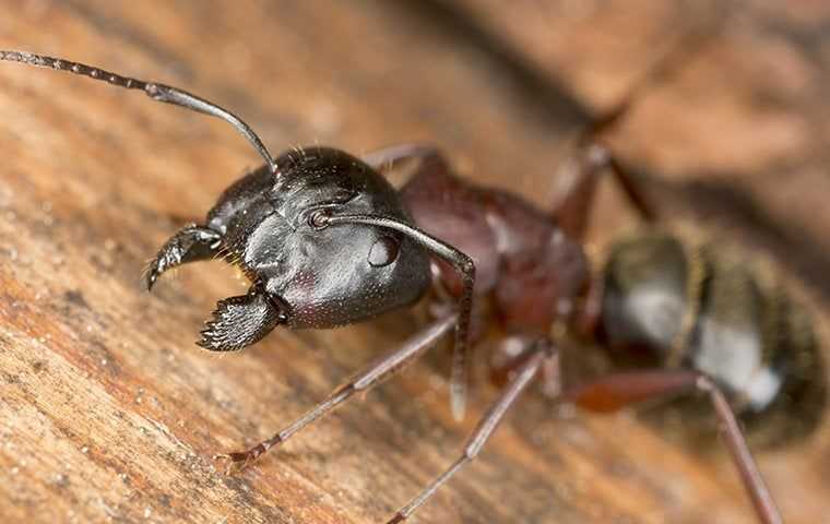 carpenter ant eating wood