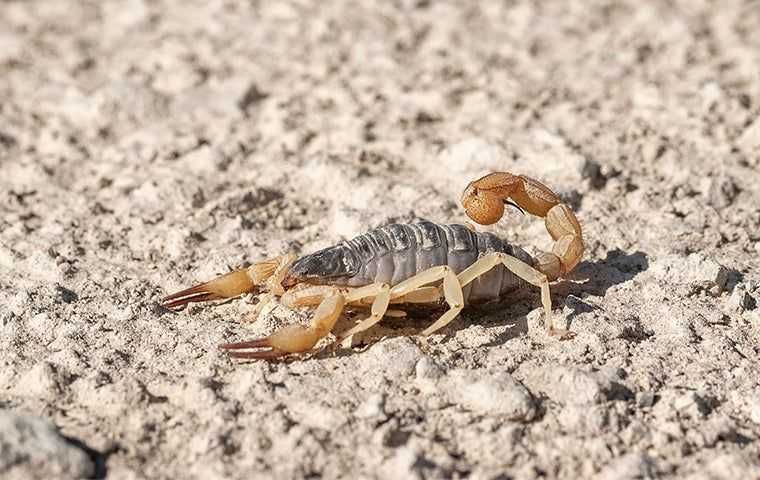 scorpion laying on the desert ground