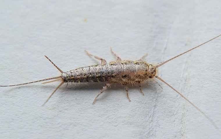 silverfish on a book