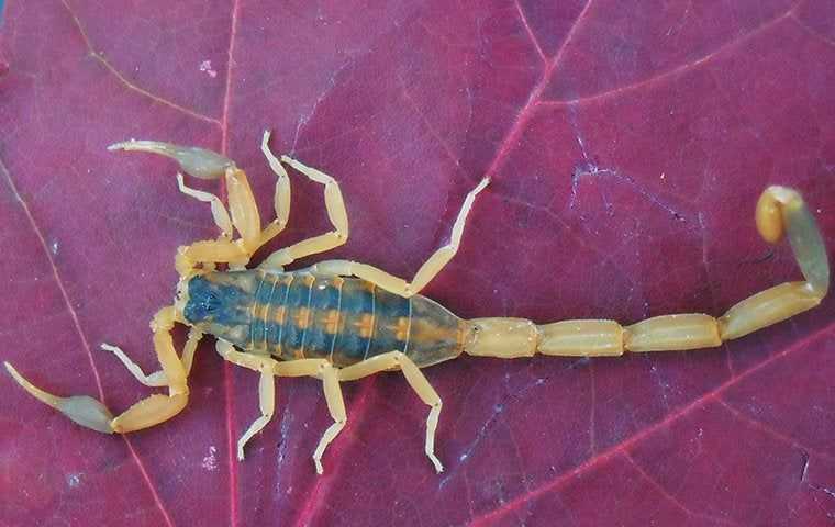 scorpion on purple leaf