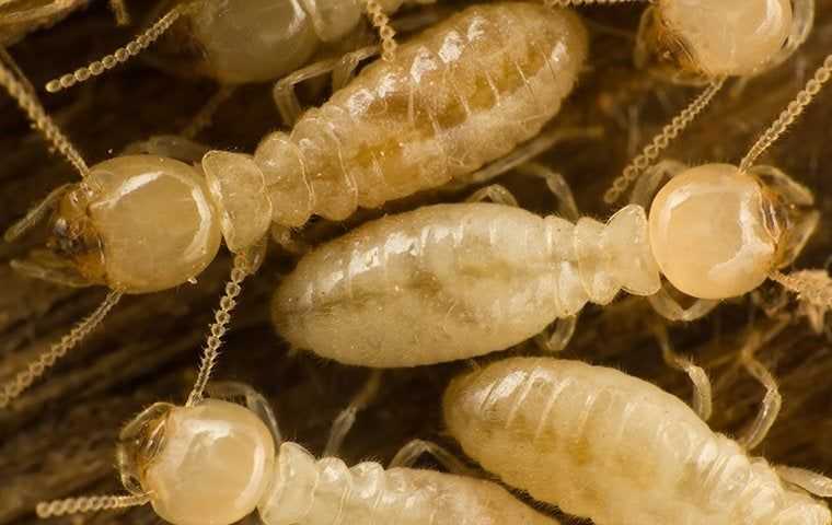 termites eating wood