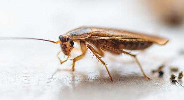 a german cockroach crawling on a counter