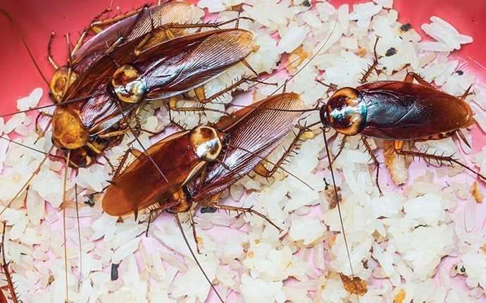 american cockroaches crawling in a bowl of rice