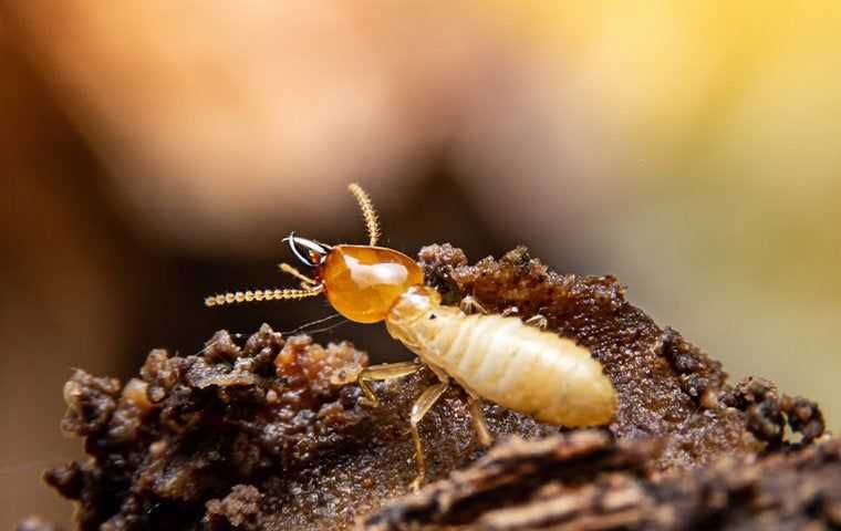 termite crawling on nest in yard