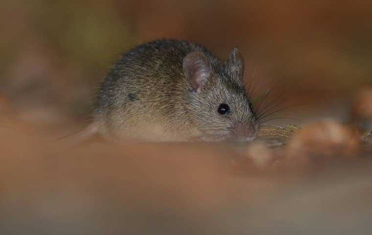 mouse in attic space