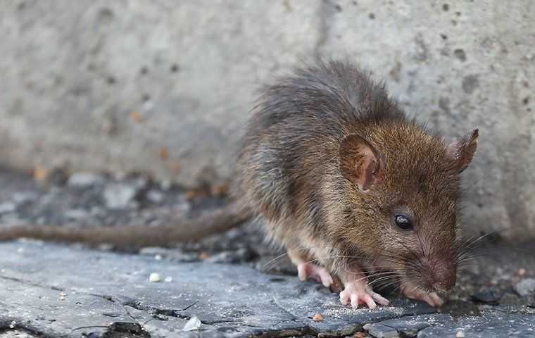 brown rat in new bruanfels