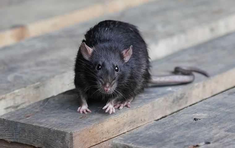 rodent on wood pallet 