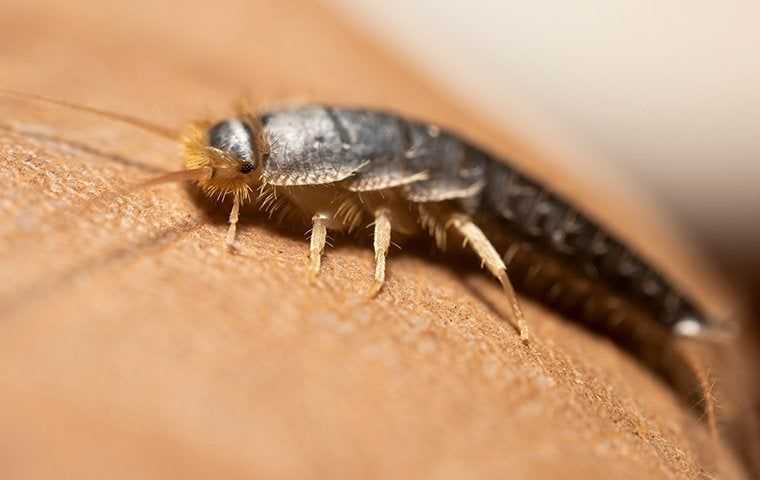 Silverfish on brown leather