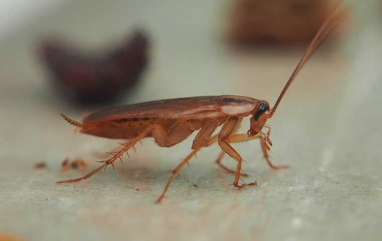 a german cockroach crawling in a kitchen