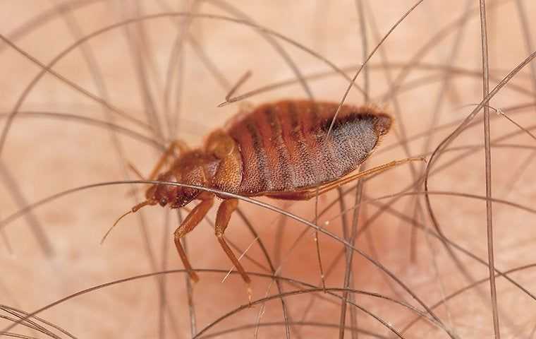 a bed bug crawling on human skin